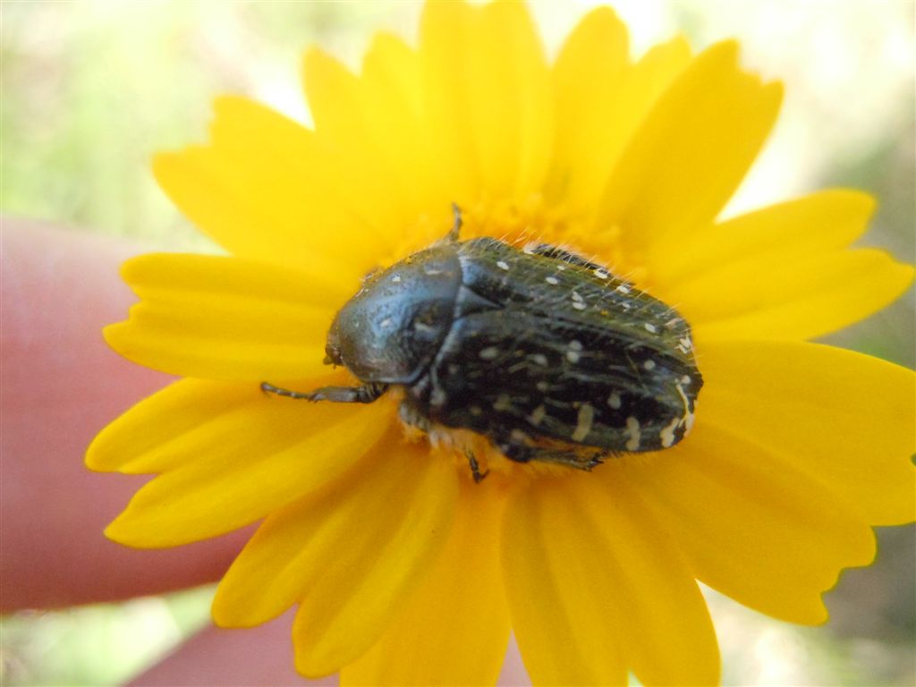 Folla al mercato dei fiori (Oxythirea e Halictidae)